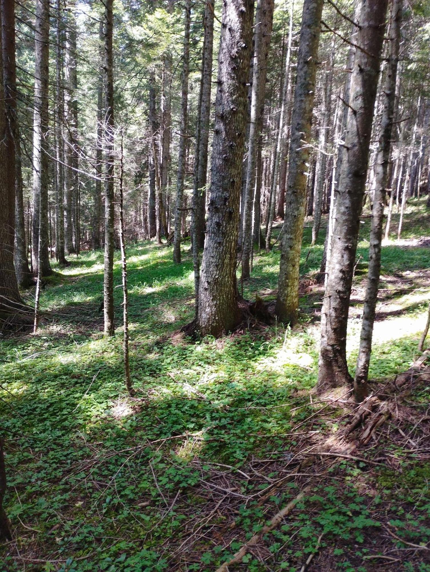 Žabljak Magic Mountainヴィラ エクステリア 写真